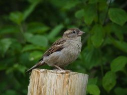 small sparrow bird close-up on blurred background