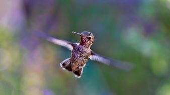 close-up hummingbird in flight