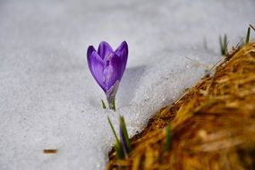 Purple crocus flower in snow