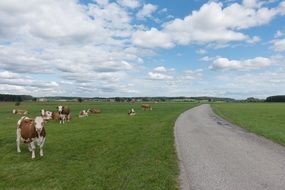 cows pasture near thebroad