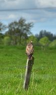 Common Buzzard is a bird of prey