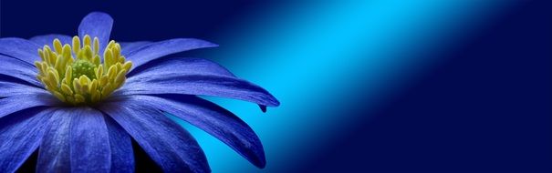 blue flower on a light blue background