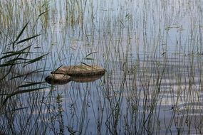 a bed of reeds summer lake landscape
