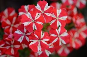red and white flower in spring