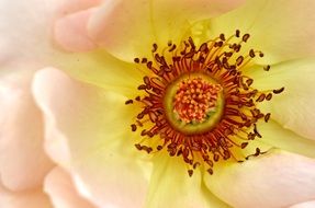 center of pink open rose close up