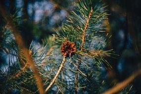 pine cone on a branch