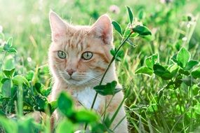 picture of the cat is on a meadow