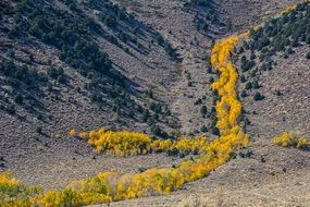 yellow trees in a valley