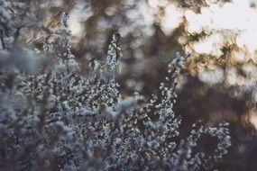 snowy white plants in nature