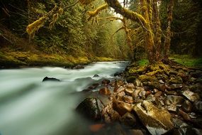forest creek as a fantasy