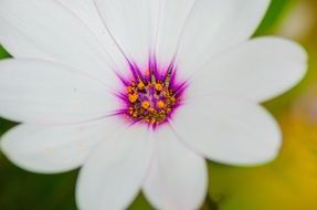 white flower with purple heart
