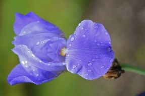 purple flower in drops of dew on a blurred background