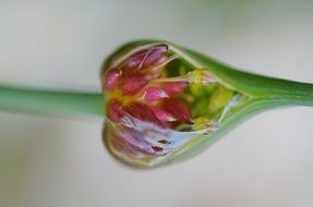 amazing beauty flower
