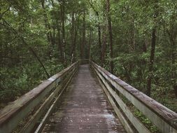 wooden bridge in the dense forest