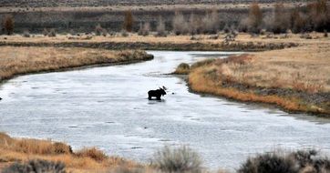 landscape of wild moose crosses the river