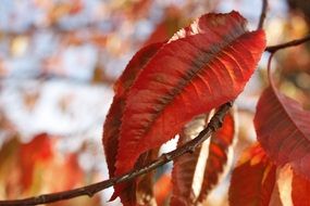 red October foliage close up