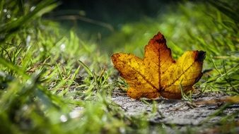 yellow leaf in water