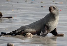 seal on the wet sand on the beach close up