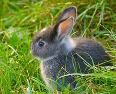 gray little rabbit in green grass close-up