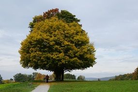 Big tree with man