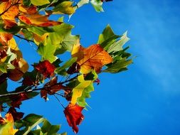 autumn leaves on a blue sky background