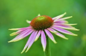 Flower on blurred background