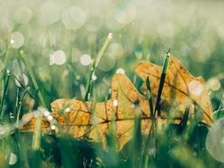 Yellow leaf among the green grass in the dew