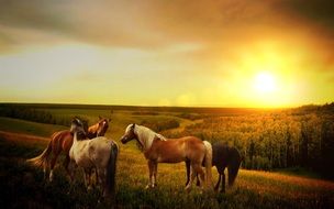 amazing beauty horses