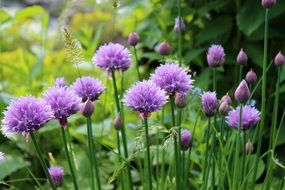 purple flowers in a meadow