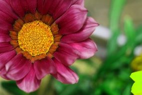 chamomile with red petals and yellow middle