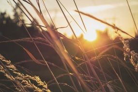 grass in the rays of orange sunset