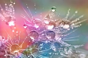 dew drops on the plant