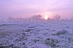 hoarfrosted grass at sunrise