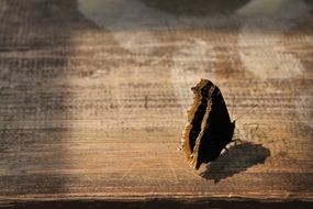 Brown butterfly in nature in Czech Republic