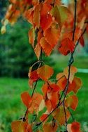 Yellow and red leaves in the autumn