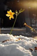 Yellow flowers grow on the snow