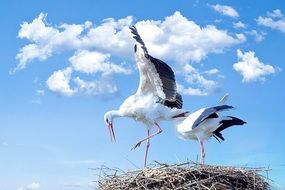 stork in nest