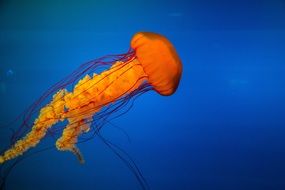 amazing beauty jellyfish