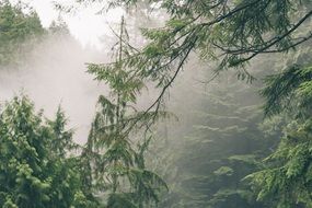 fog among green trees in the forest