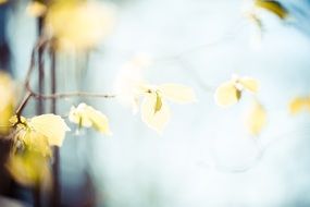 Yellow leaves in branch fresh spring season