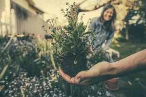 planting of flowers in a garden