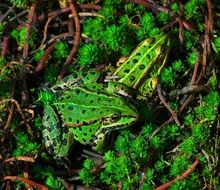 two green frogs on moss