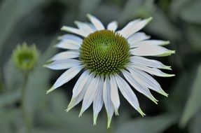 Flower with white petals close-up