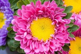 bunch of colorful asters close up