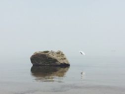 white seagull near a big stone on the ocean