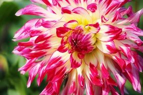 amazing beauty aster flower
