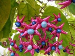harlequin glorybower blue