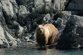 wild brown bear in national park