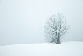 lonely tree in the winter landscape
