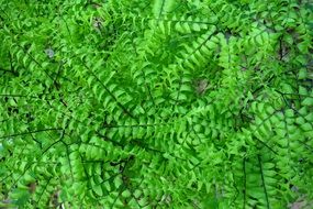 five-fingered fern